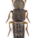 Image of Platydracus viridanus (Horn 1879)