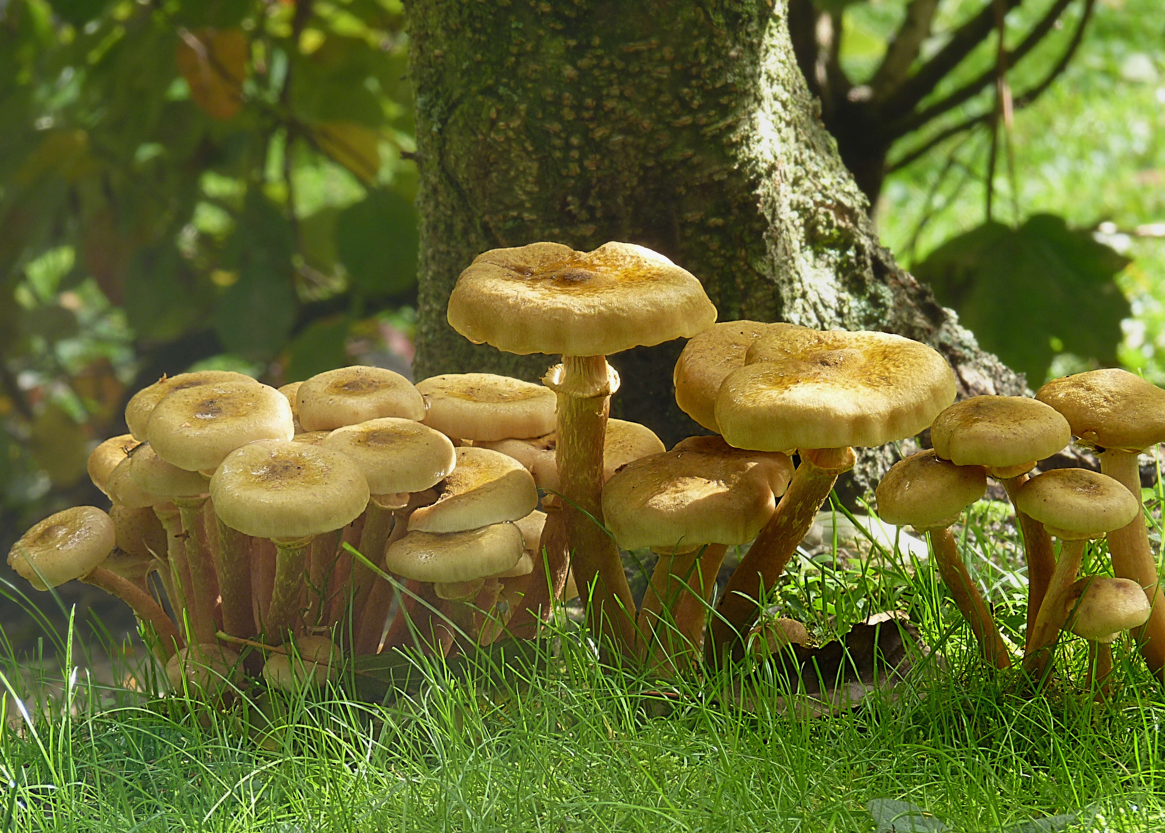 Image of Honey Fungus