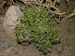 Image of Maihuenia patagonica (Phil) Britton & Rose