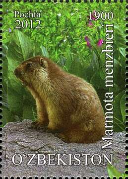 Image of Menzbier's Marmot