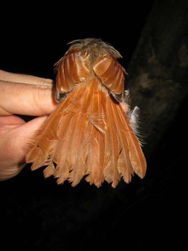 Philentoma pyrhoptera (Temminck 1836)的圖片