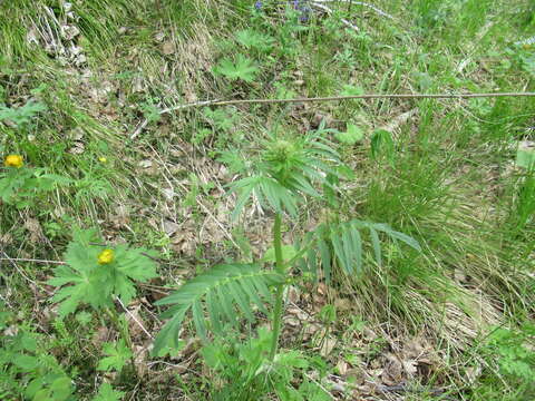 Image of <i>Valeriana transjenisensis</i>