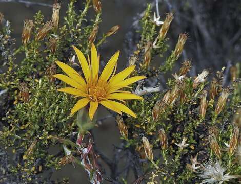 Image of Mutisia retrorsa Cav.