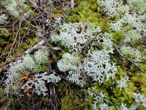 Image of Cladonia confusa R. Sant.