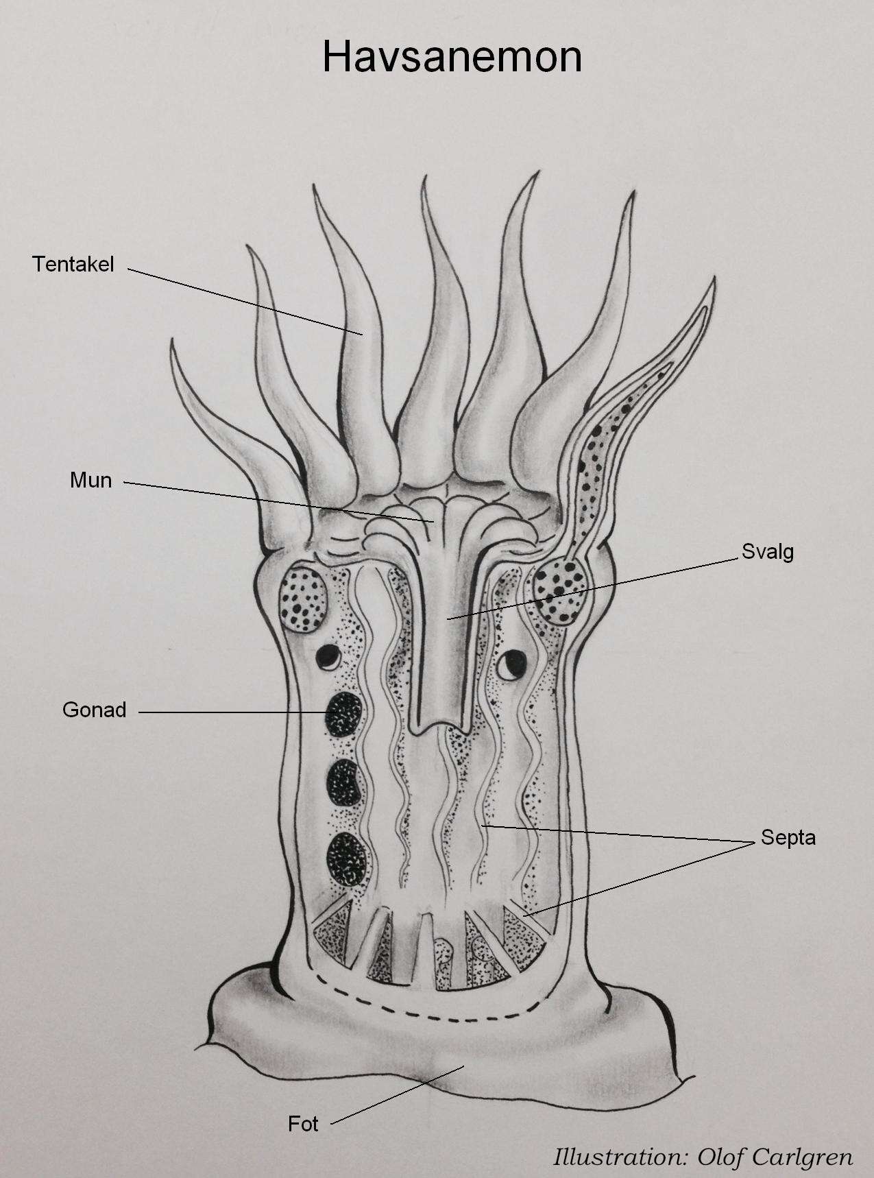 Image of hexacorallians