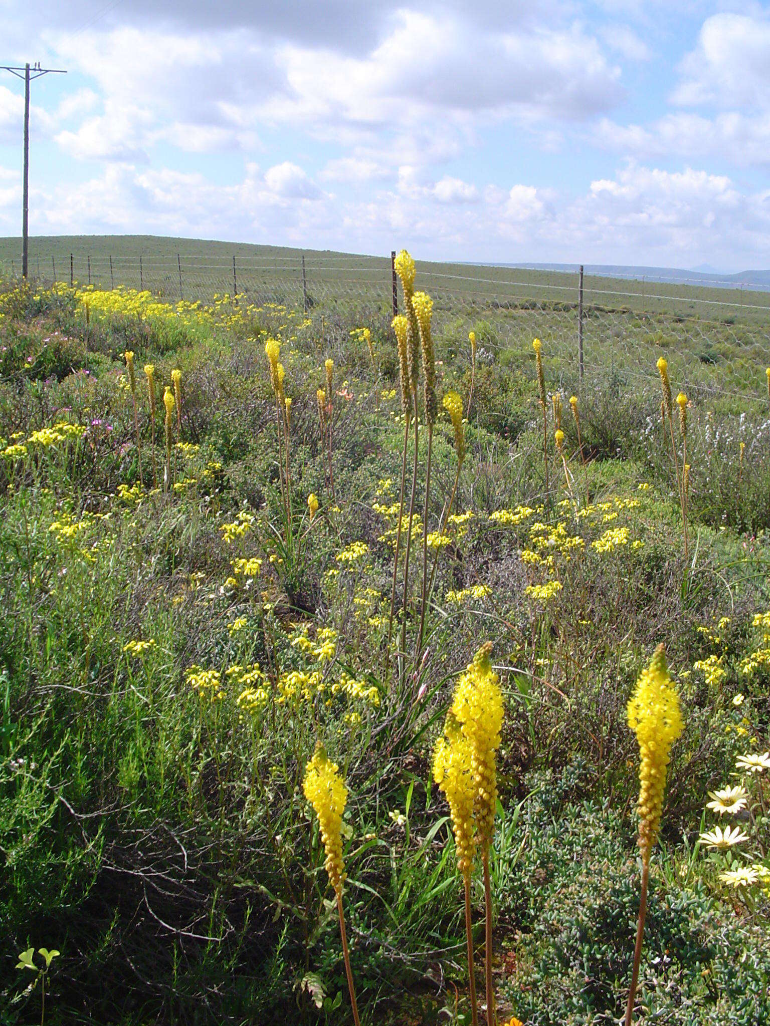 Image of Bulbinella nutans subsp. nutans