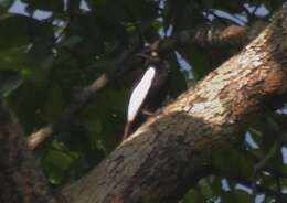 Image of White-winged Cotinga