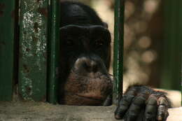 Image of chimpanzee