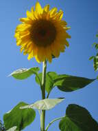 Image of common sunflower