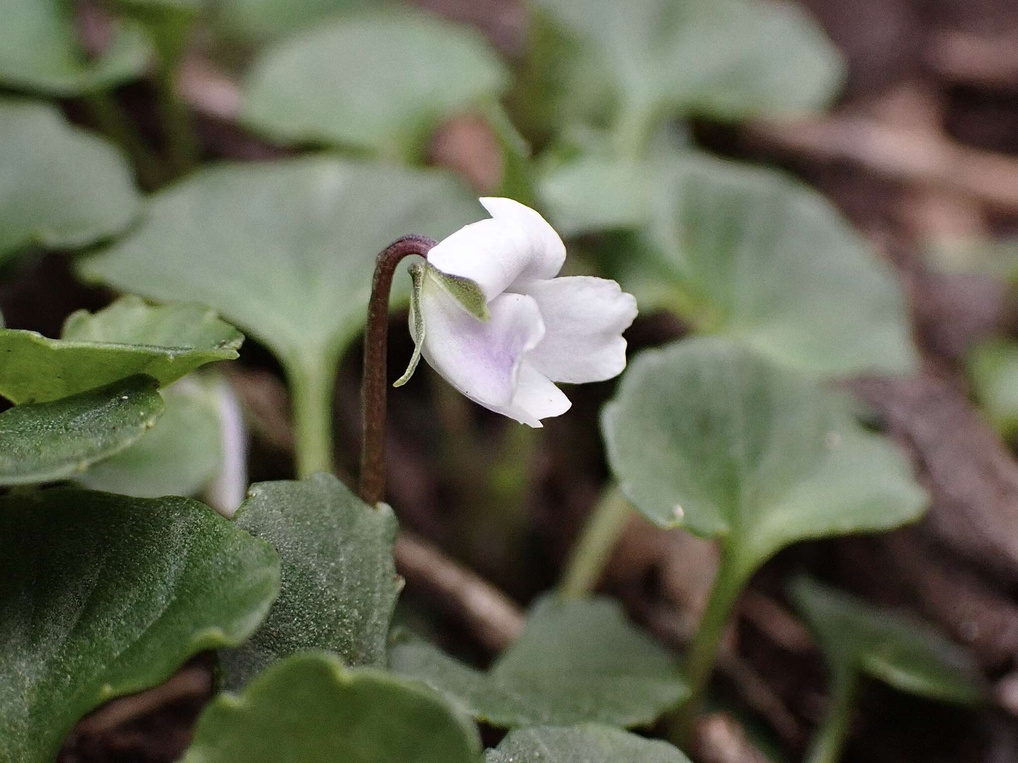 Image of Viola curtisiae