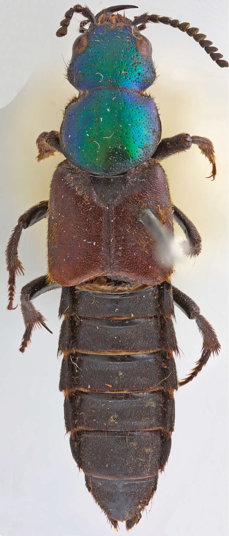 Image of Darwinilus sedarisi Chatzimanolis 2014