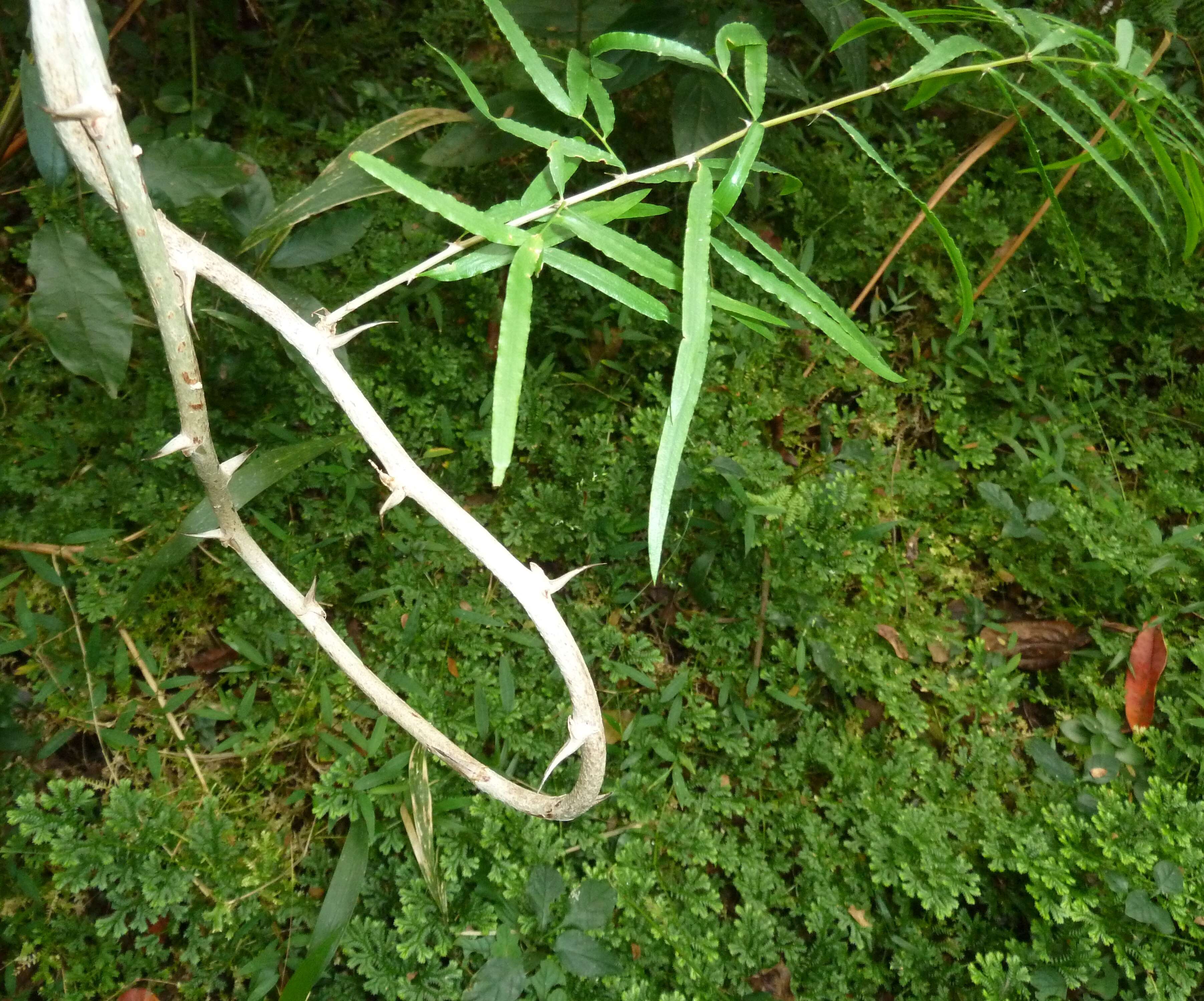 Image of "Sicklethorn asparagus,"