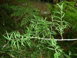 Image of "Sicklethorn asparagus,"