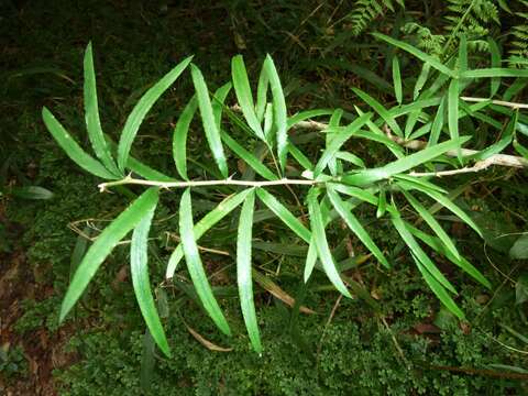 Image of "Sicklethorn asparagus,"