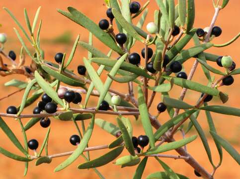 Image of harlequin mistletoe