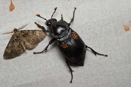 Nicrophorus (Nicrophorus) concolor (Kraatz 1877) resmi