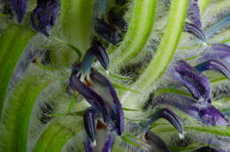 Image of Lobelia telekii Schweinf.