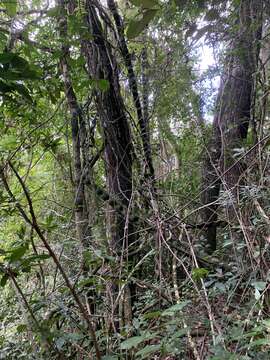 Image of Bauhinia microstachya (Raddi) J. F. Macbr.