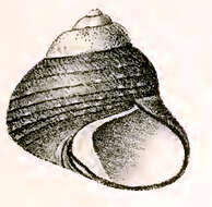 Image of Oxystele tigrina (Dillwyn 1817)