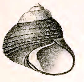 Image of Oxystele tigrina (Dillwyn 1817)