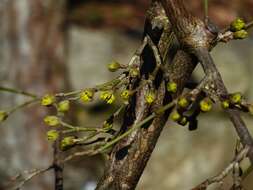 Image of Cornelian cherry dogwood