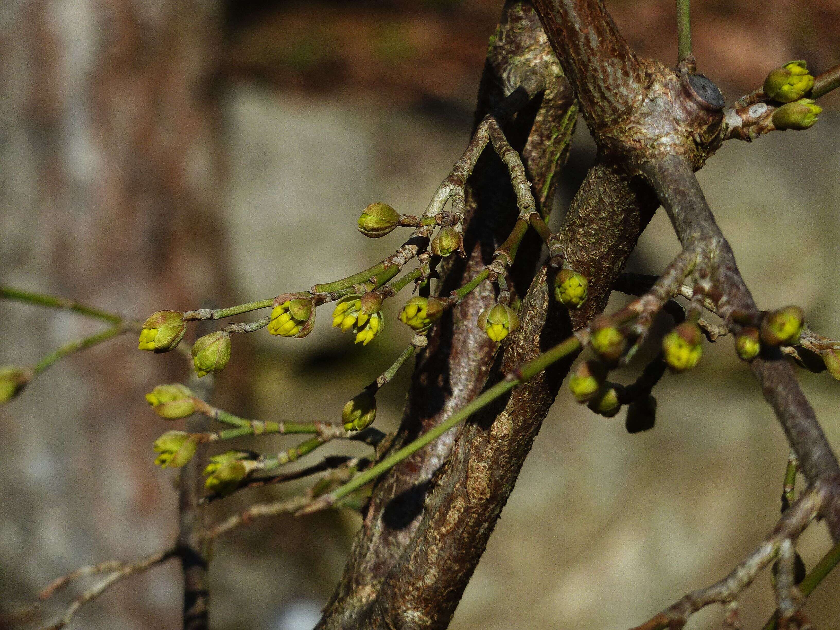 Image of Cornelian cherry dogwood