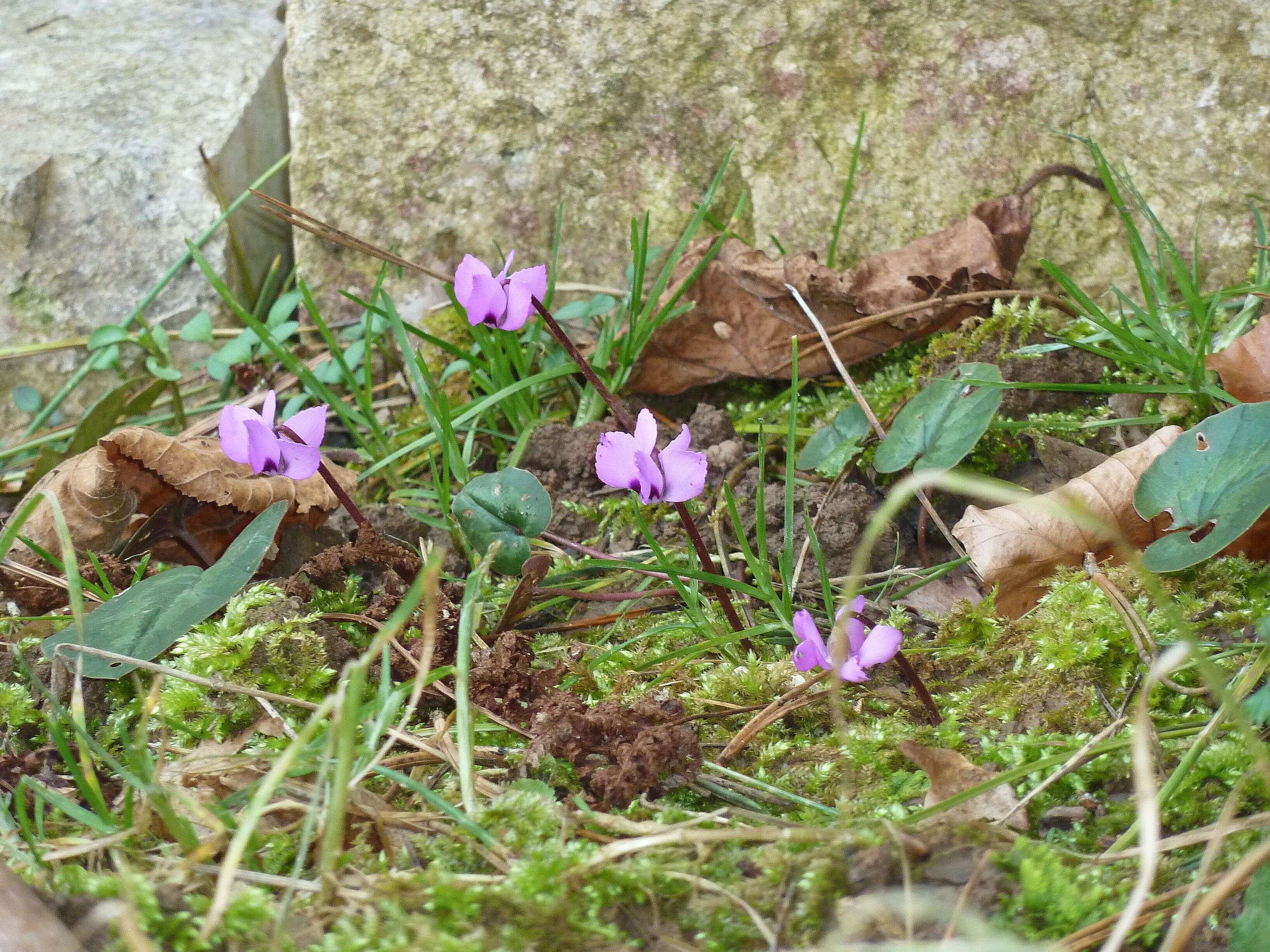 Image of Cyclamen coum Miller