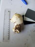 Слика од Amanita suballiacea (Murrill) Murrill 1941