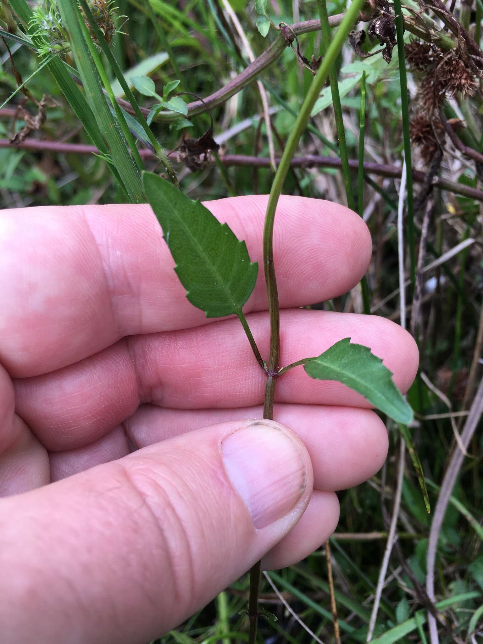 Image of Small-Fruit Beggarticks