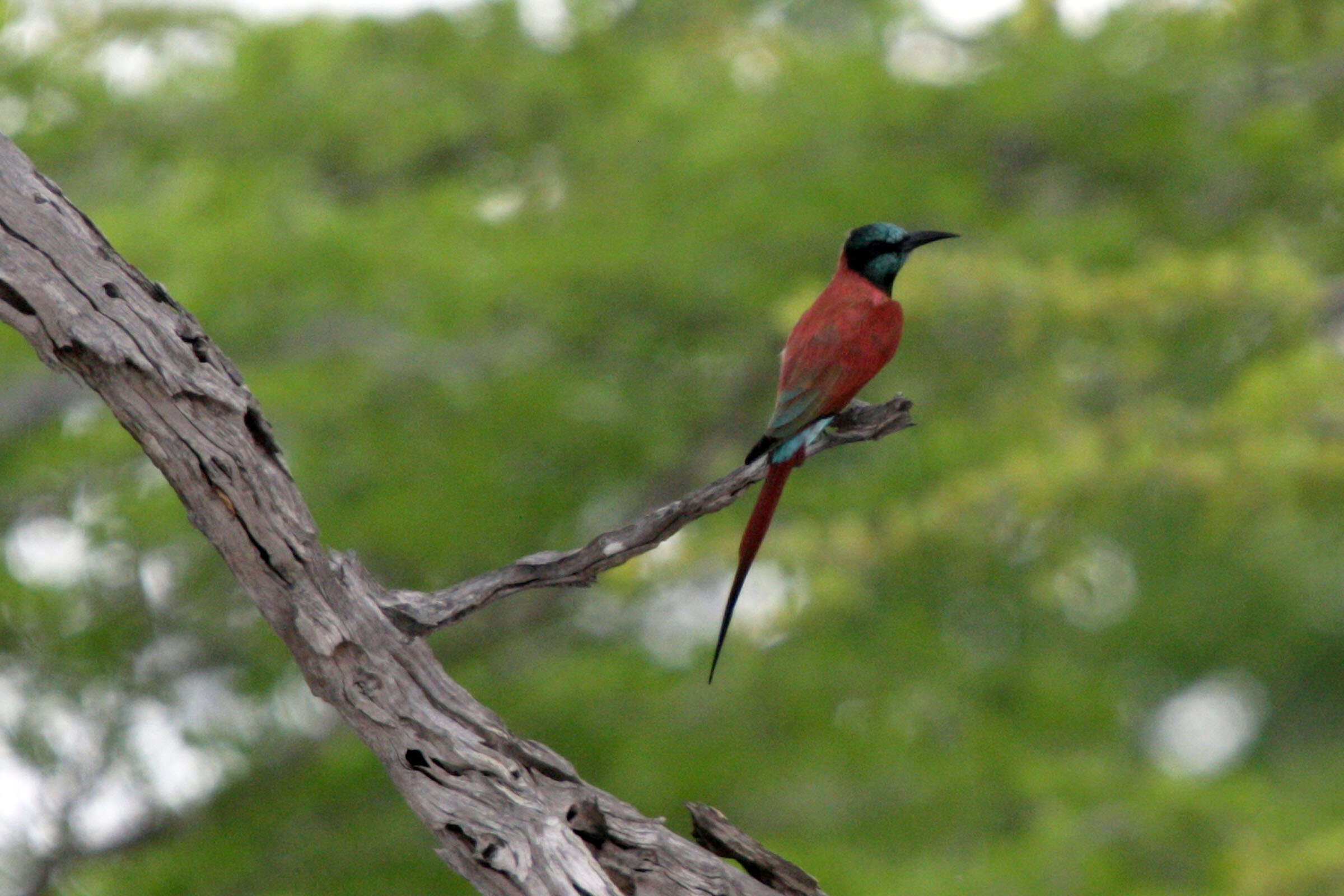 Image of Northern Carmine Bee-eater