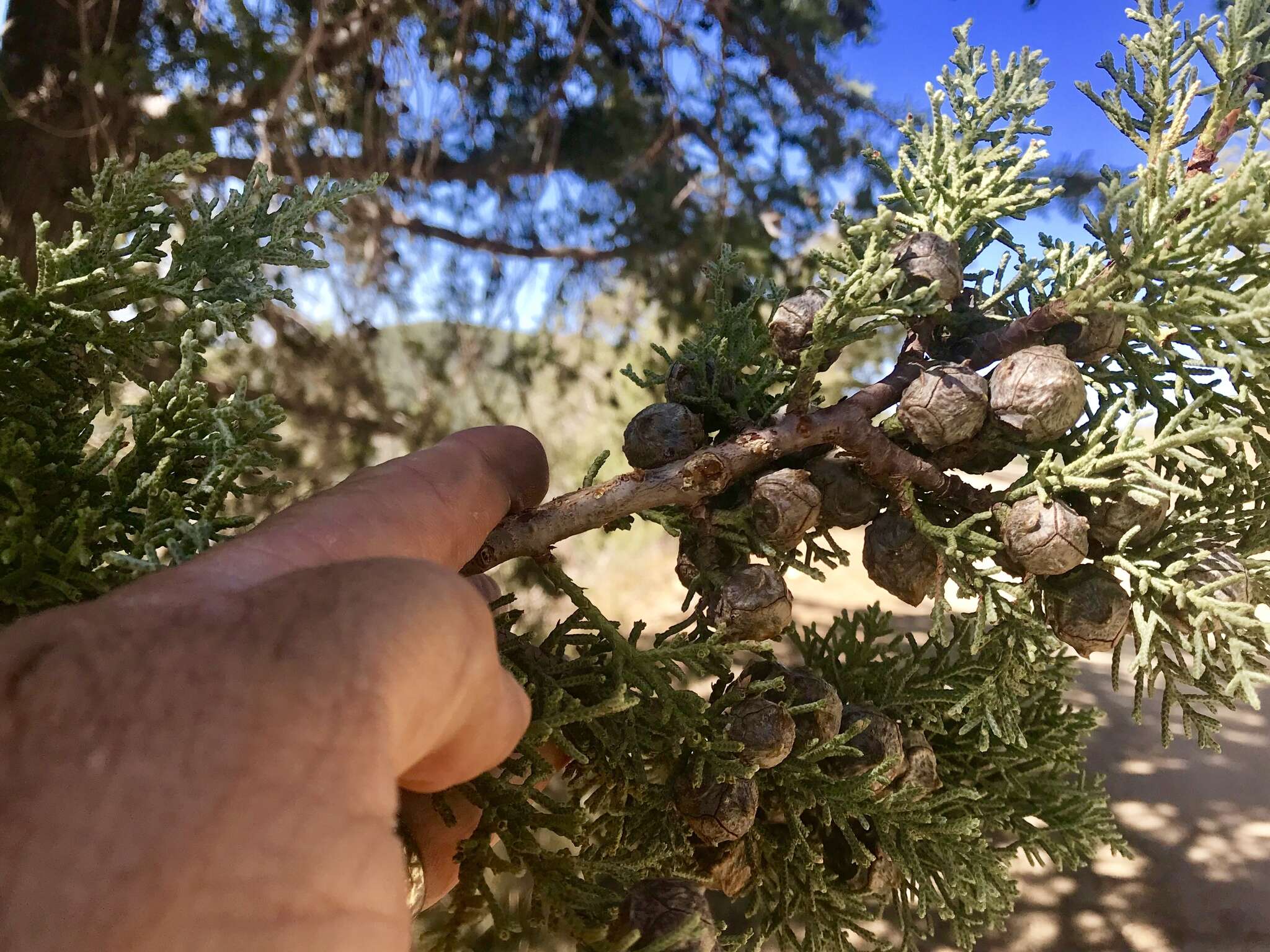 Image of Arizona Cypress