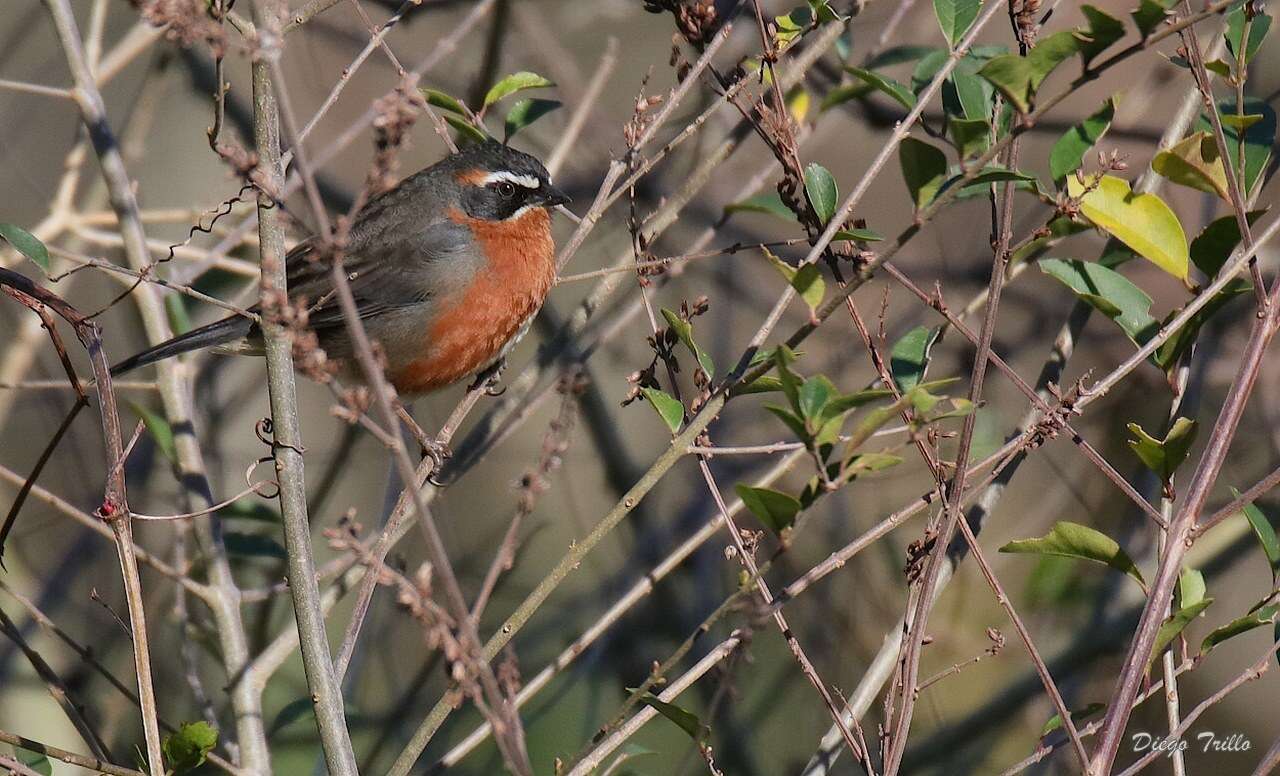 Image of Black-and-rufous Warbling Finch