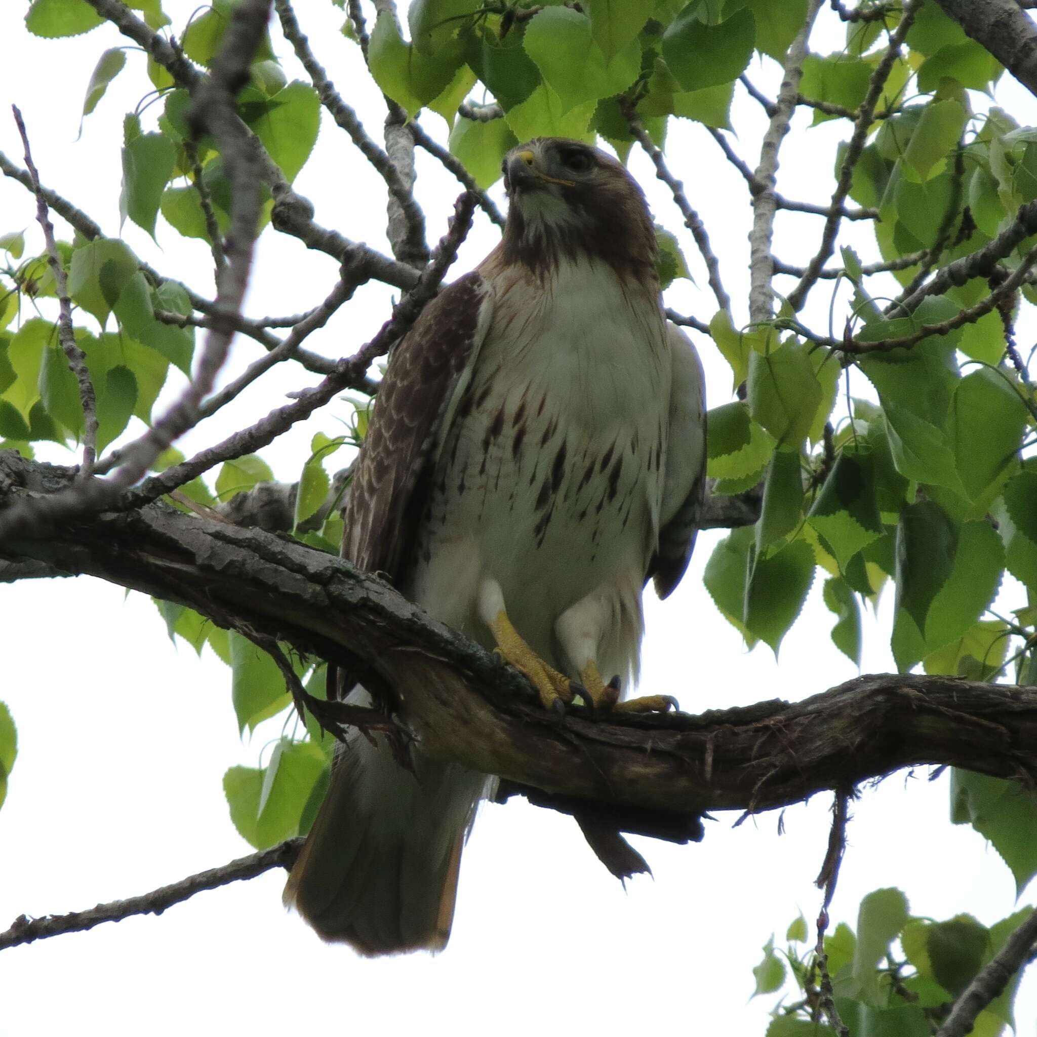 Image of Eastern Red-tailed Hawk