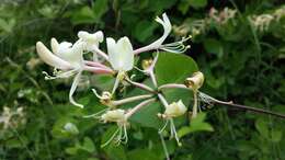 Image of Italian Honeysuckle