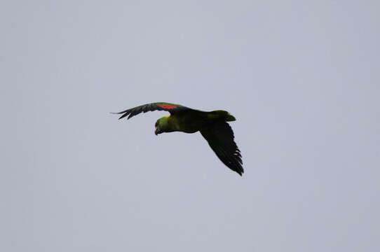 Image of Yellow-naped Amazon