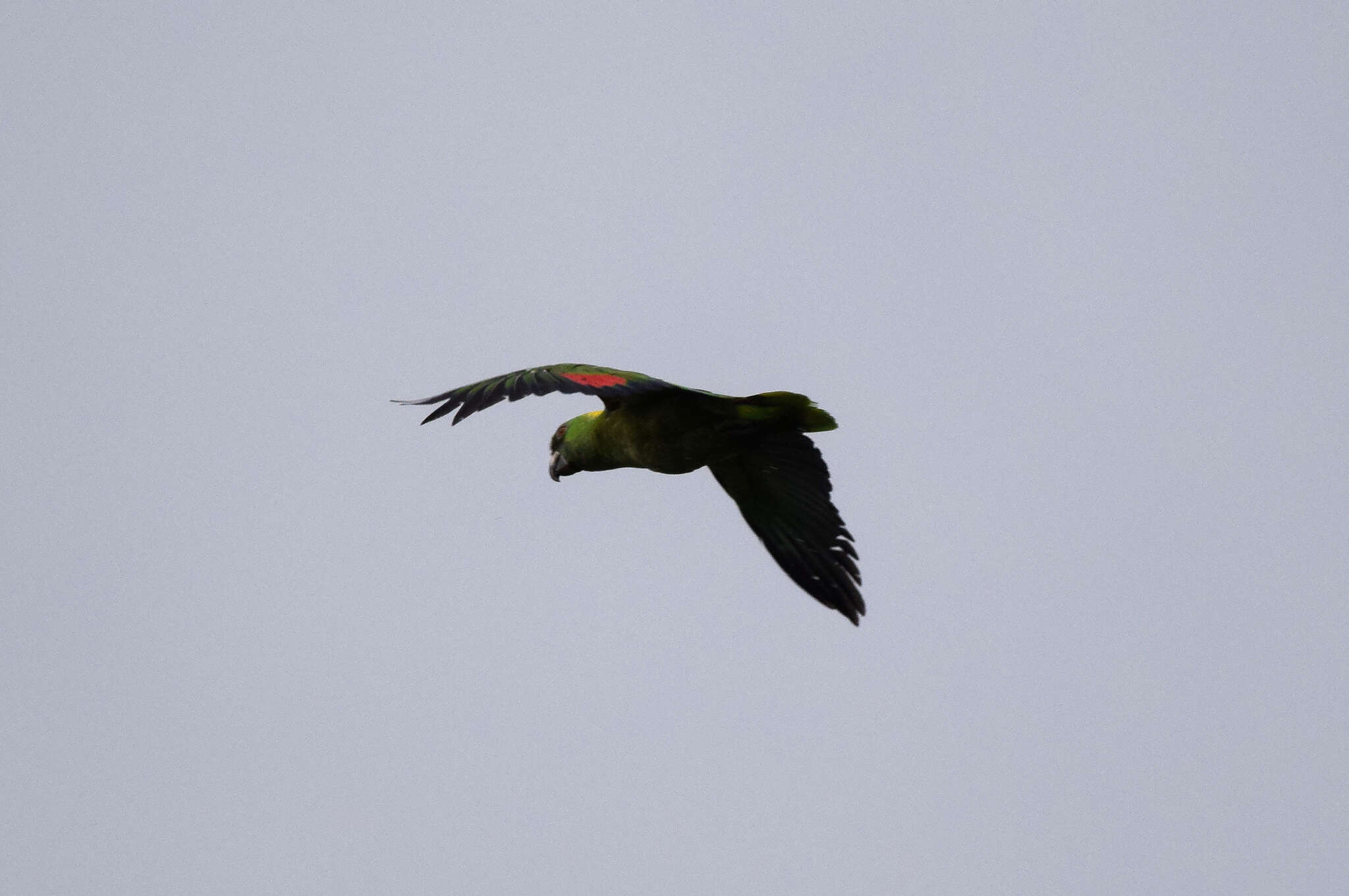 Image of Yellow-naped Amazon