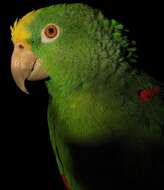 Image of Yellow-crowned Parrot, Yellow-crowned Amazon