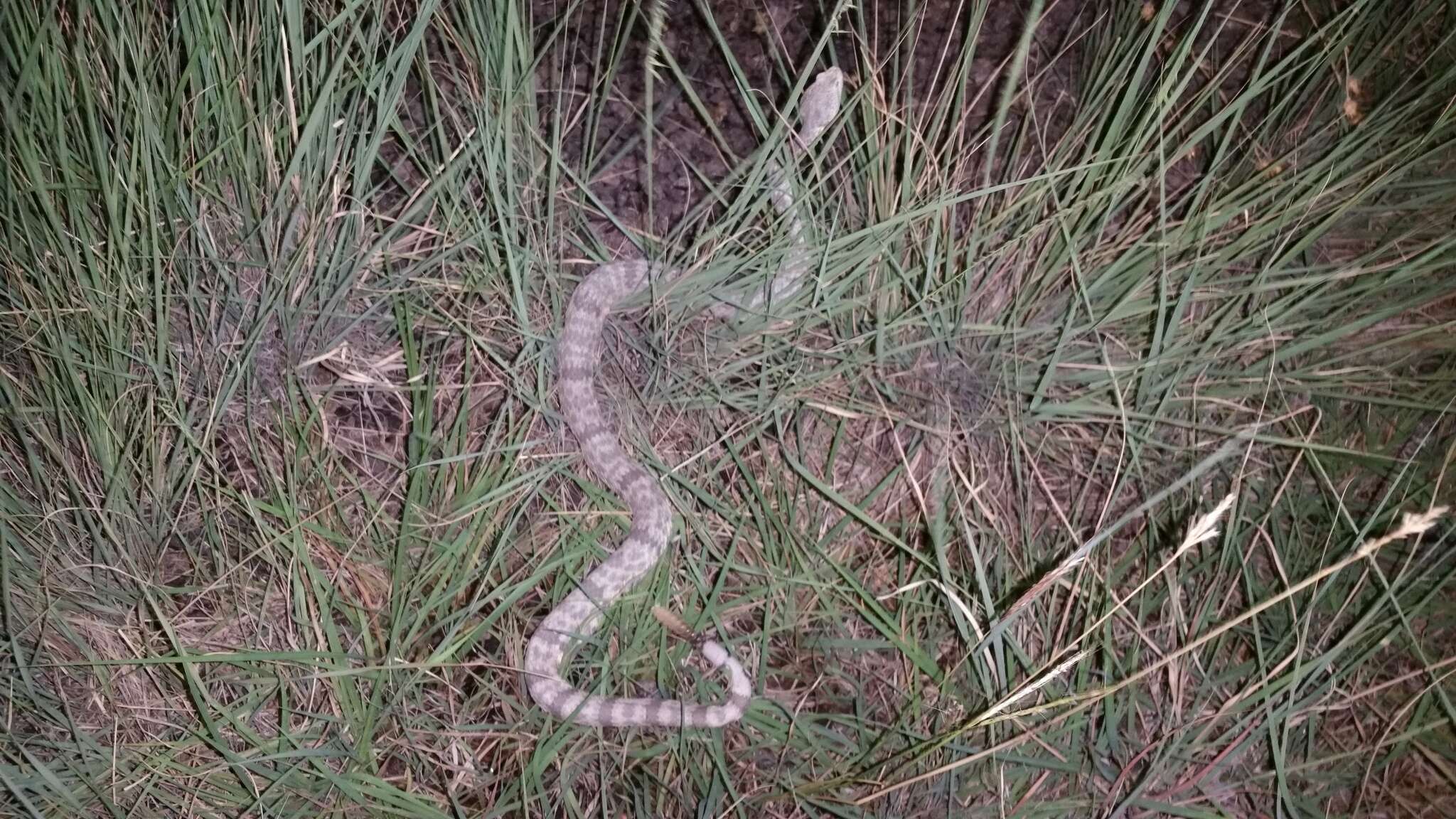 Crotalus lepidus (Kennicott 1861) resmi