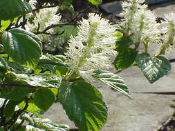 Imagem de Fothergilla major (Sims) Lodd.