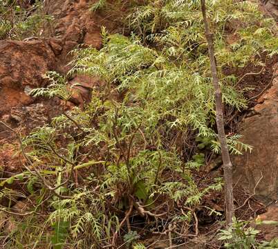 Plancia ëd Sonchus regis-jubae Pitard