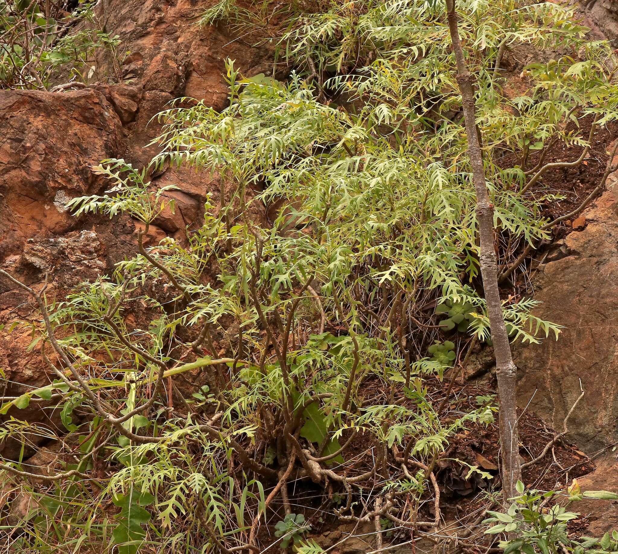 Plancia ëd Sonchus regis-jubae Pitard