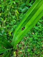 Image de Callistola (Callistola) zonalis Gressitt 1960