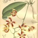 Phalaenopsis kunstleri Hook. fil.的圖片