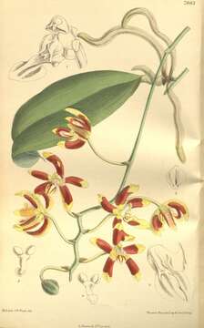 Phalaenopsis kunstleri Hook. fil.的圖片