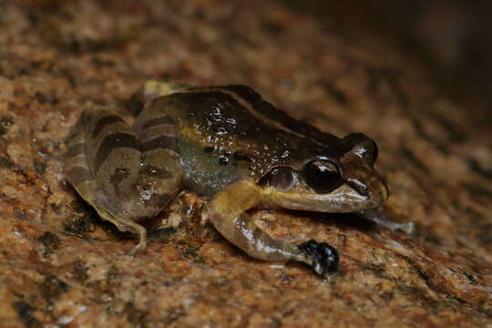 Image of Walkerana leptodactyla (Boulenger 1882)