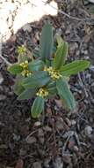 Image of California buckthorn