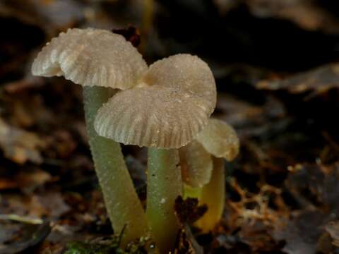 Image of Gliophorus lilacipes E. Horak 1973