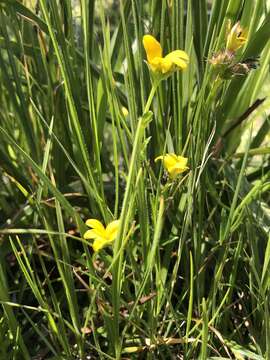 Image of Monopsis lutea (L.) Urb.