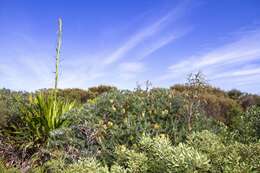 Doryanthes excelsa Corrêa resmi