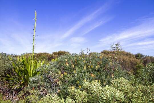 Image of Gymea Lily